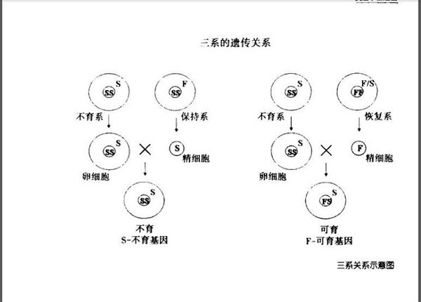 杂交水稻背后小花和隔壁老王的故事丨杂交水稻极简史