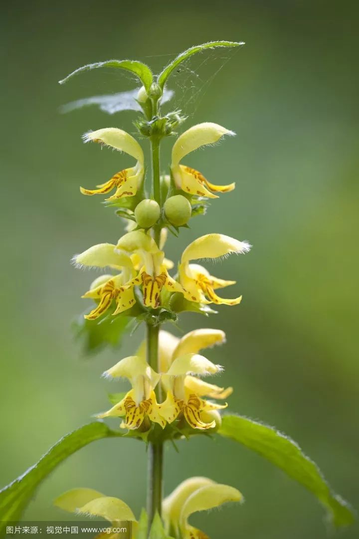 识花小野芝麻