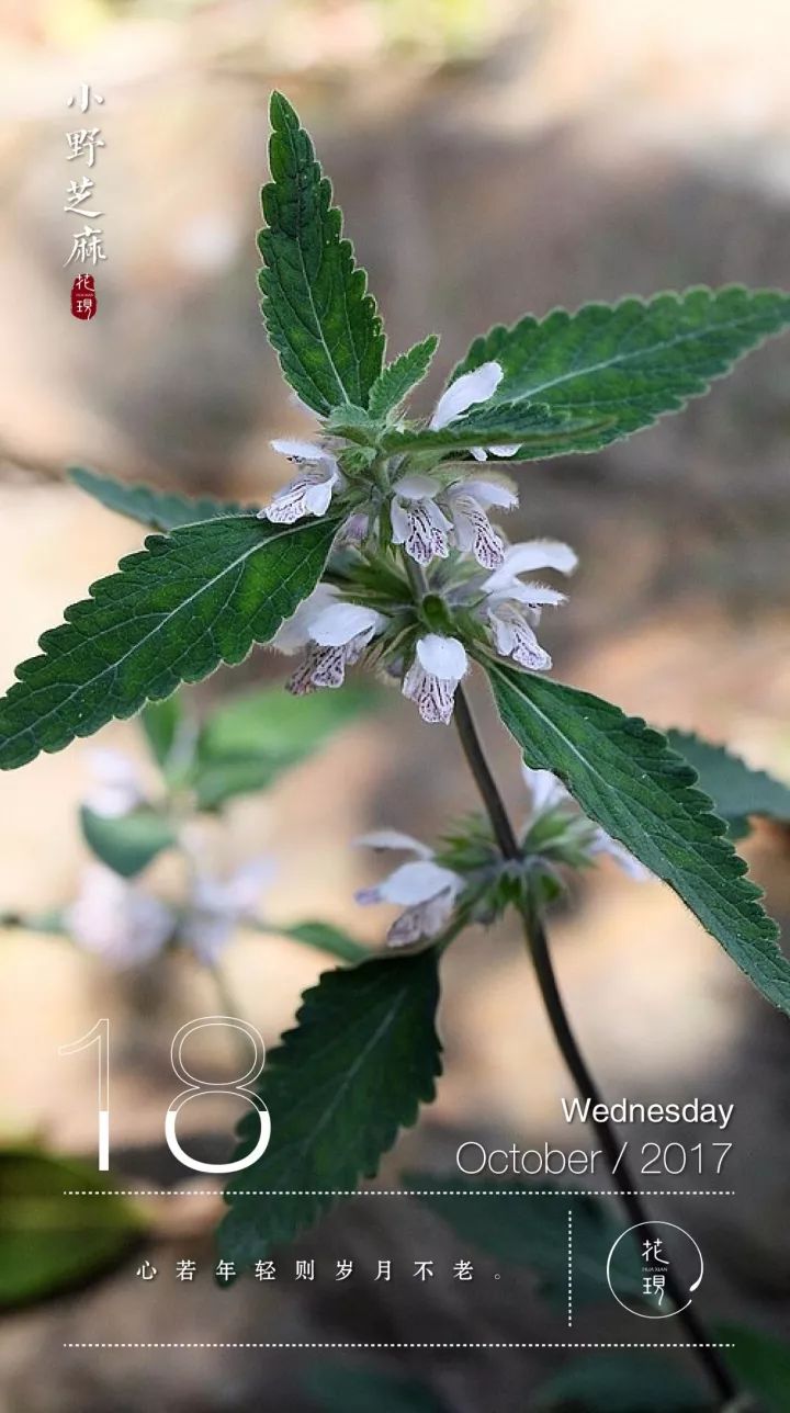 【识花】小野芝麻