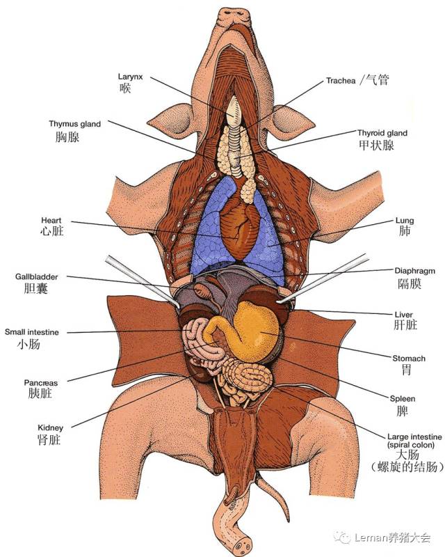 猪相关的解剖