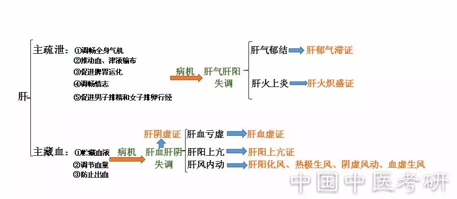 2,胆的生理功能【生理功能①贮藏与排泄胆汁②胆主决断(中正之官)