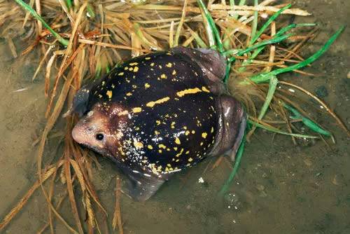 哥斯达黎加的热带雨林神秘生物,你认识几种?