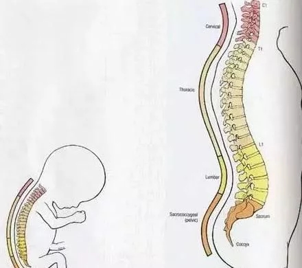 五大抱娃行为会导致宝宝脊椎变形,您抱对了吗?手把手教您抱孩子.