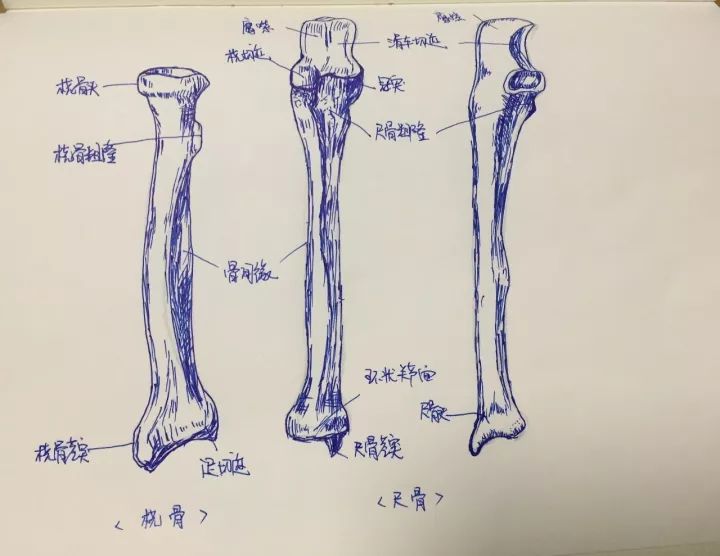 4,挠骨,尺骨3,肱骨2,髋骨1,肩胛骨尽在这小小画本的方寸之间!