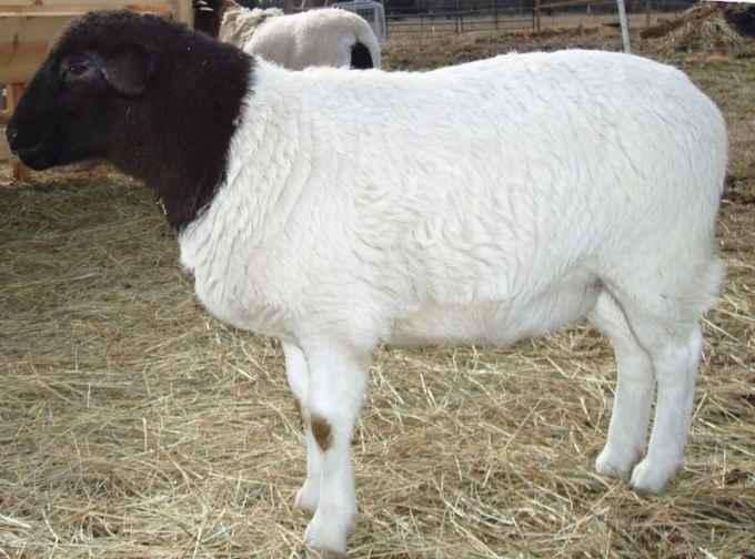 因母性好,产奶量多,繁殖的羔羊生长速度快3-4月体重可达35-42公斤.