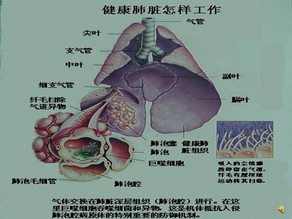 老刘养猪培训解剖呼吸系统解剖知识