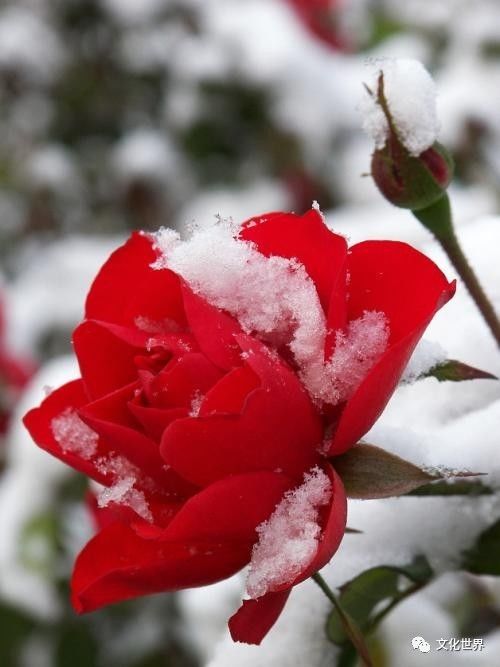 绝不是只图一时欣赏 因为在我人生情感经历中 曾有一段雪中红花的恋情