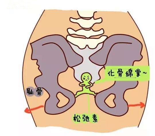 拯救耻骨痛,没有比这更好的方法了!