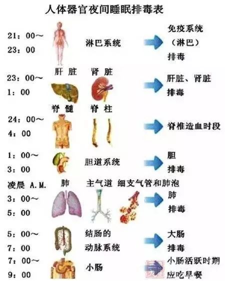 正文  "晚上11点至凌晨1点间 一定要处于熟睡状态, 这样肝脏才能排毒