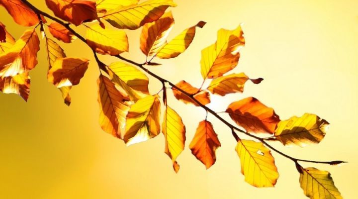 秋天是一个黄金季节,秋高气爽,月明风清,丹桂飘香,霜露雁行.