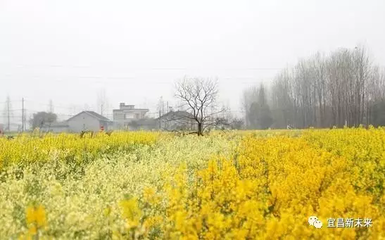 第一站,当然少不了去看枝江的花海,在枝江问安的油菜花,安福寺镇秦家