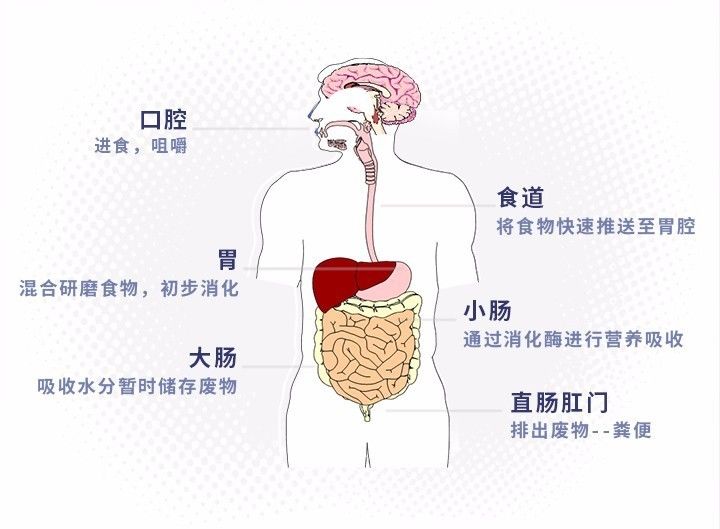 肠胃亚健康日益严峻 三大常见原因