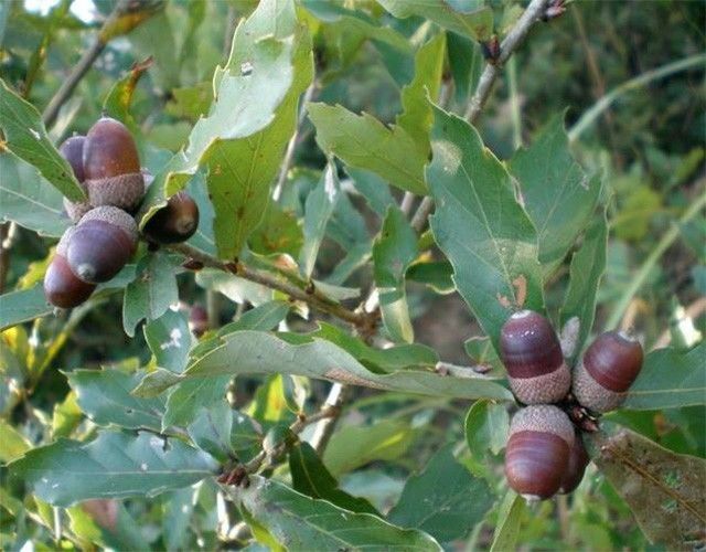 橡子是一种栎树的果实,鄂东山区比较多,形似蚕茧,故又称栗茧.