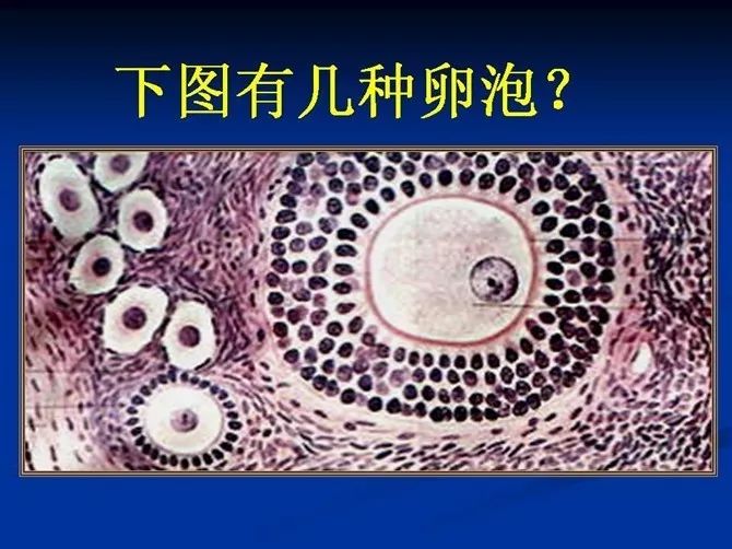 照片名称:57原始卵泡 初级卵泡照片名称:61胚泡照片名称:62二胚层胚盘