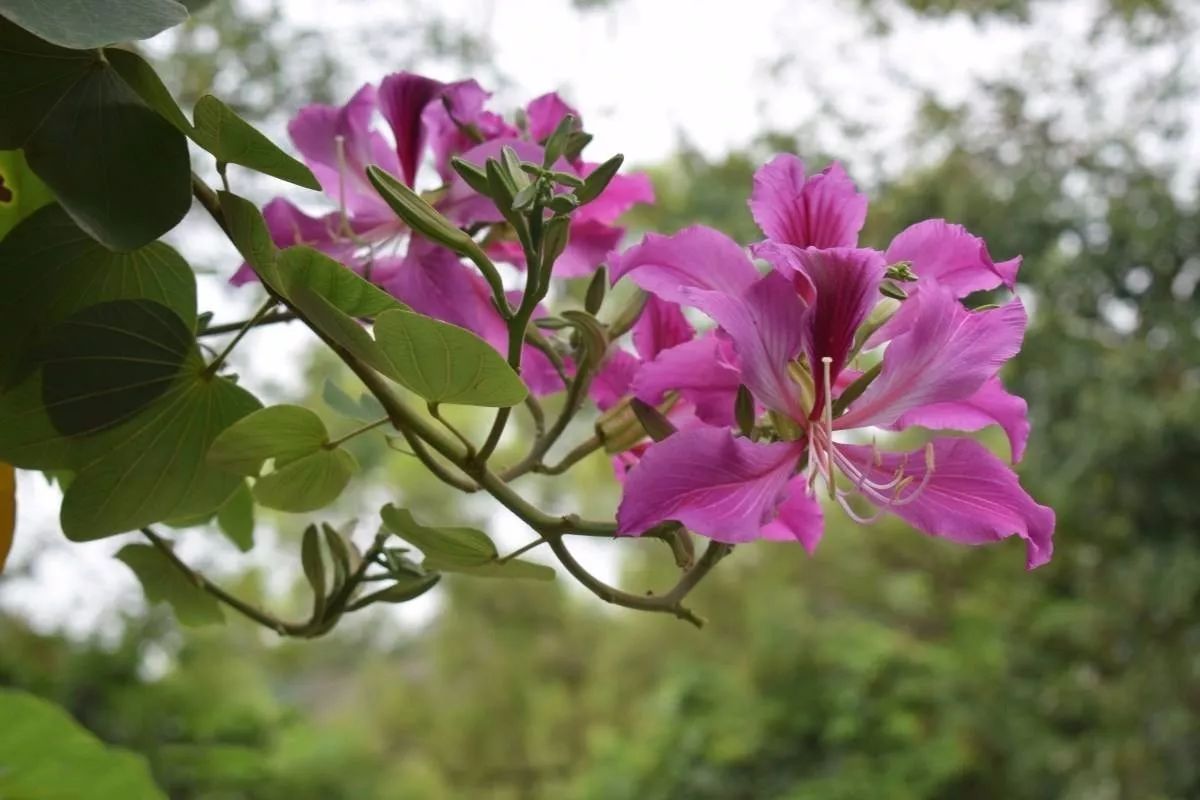 "香港兰花"红花羊蹄甲