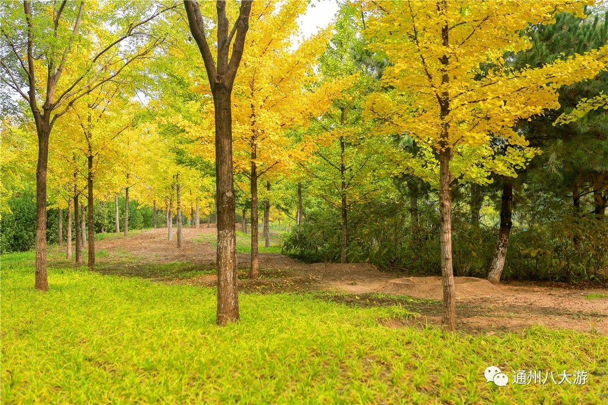 大运河森林公园