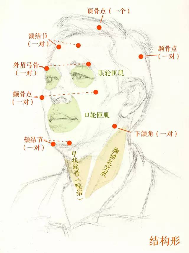 头发的形状,五官的位置,头部七大骨点:顶骨,额丘,眉弓骨,颧骨,颏结节