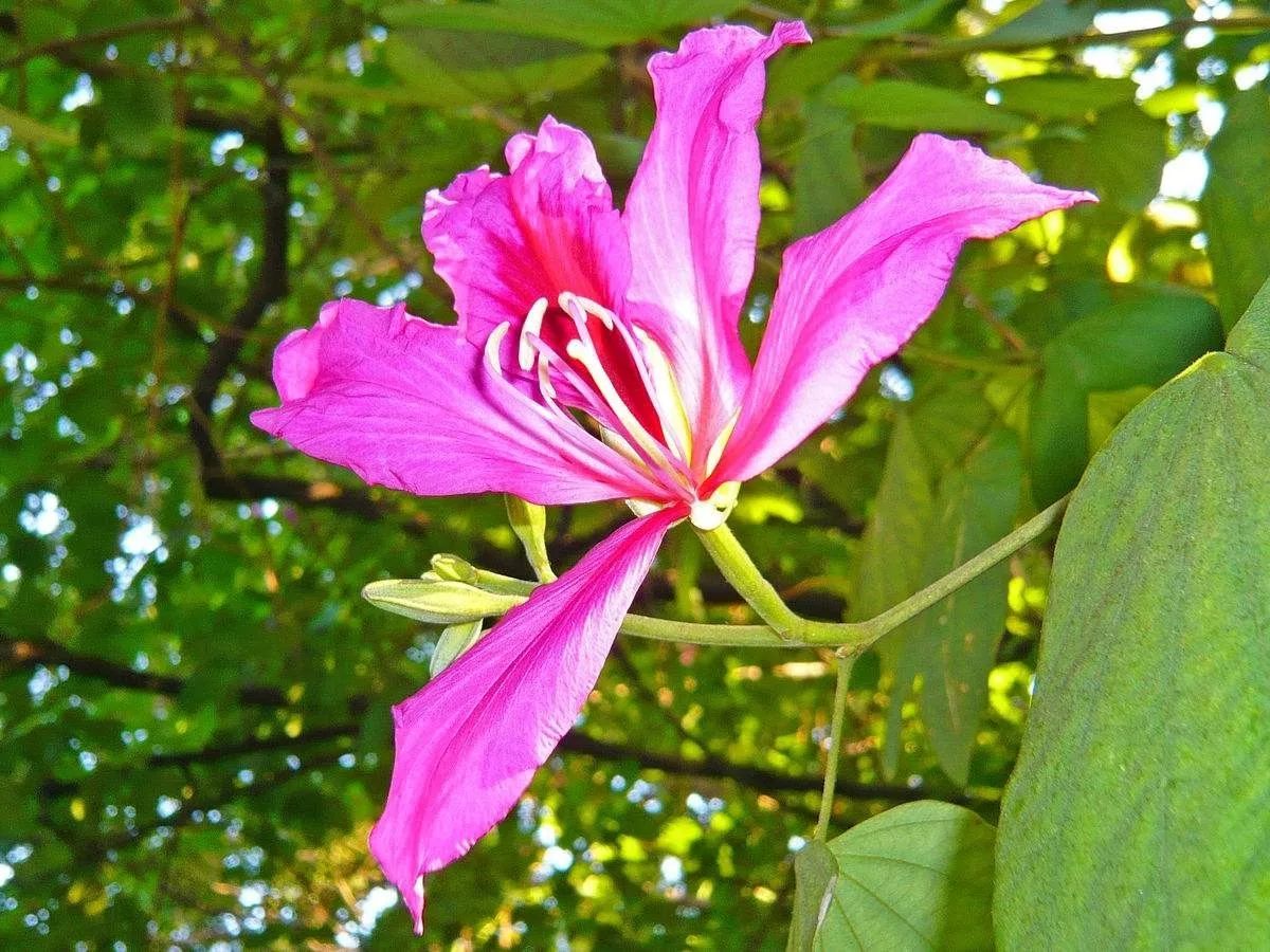 "香港兰花"红花羊蹄甲