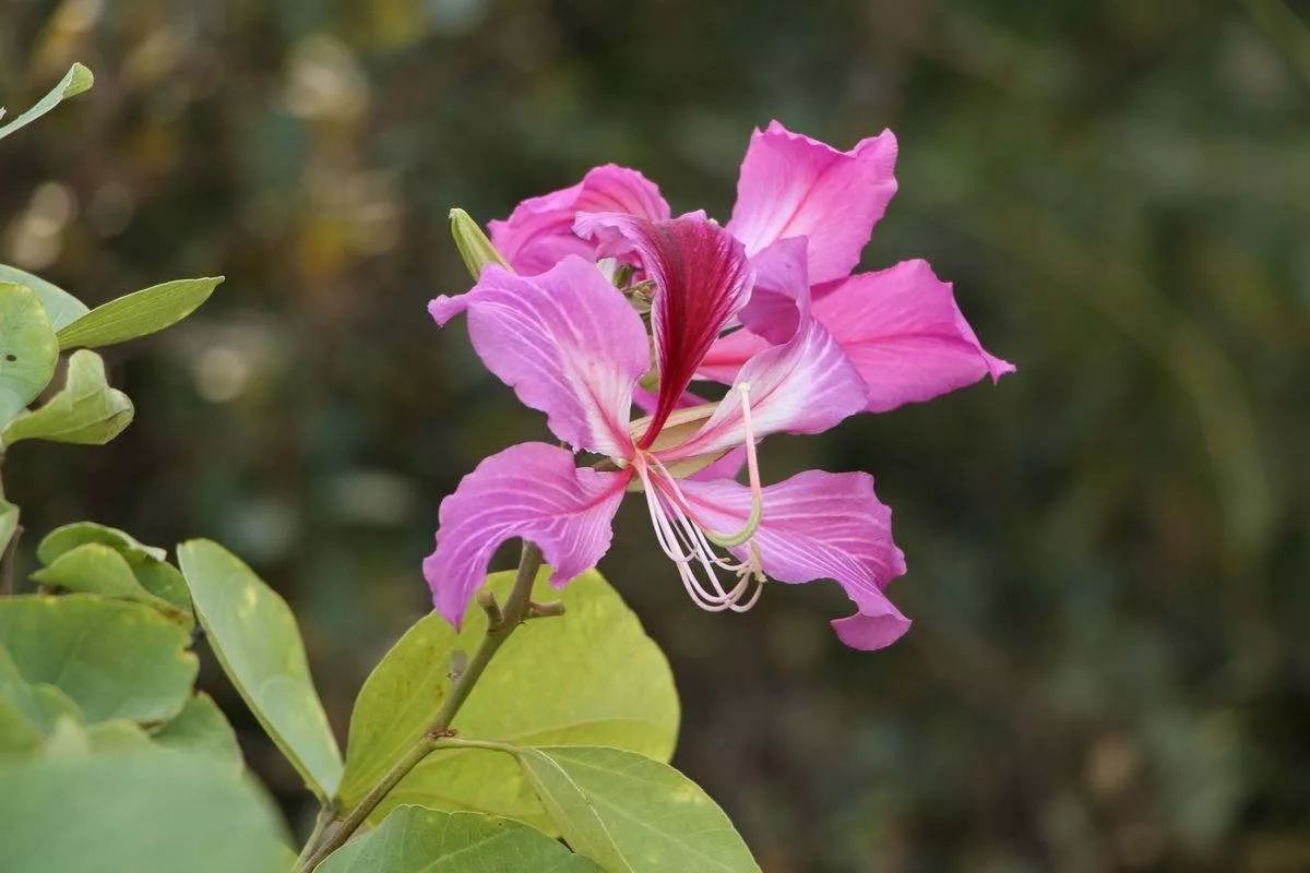 "香港兰花"红花羊蹄甲