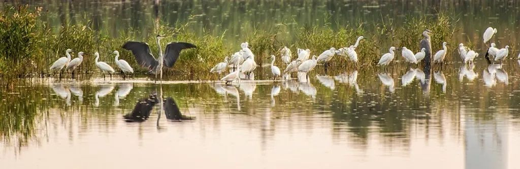 《大沈阳说如东》:"扶海洲"这个名字是怎么来的?