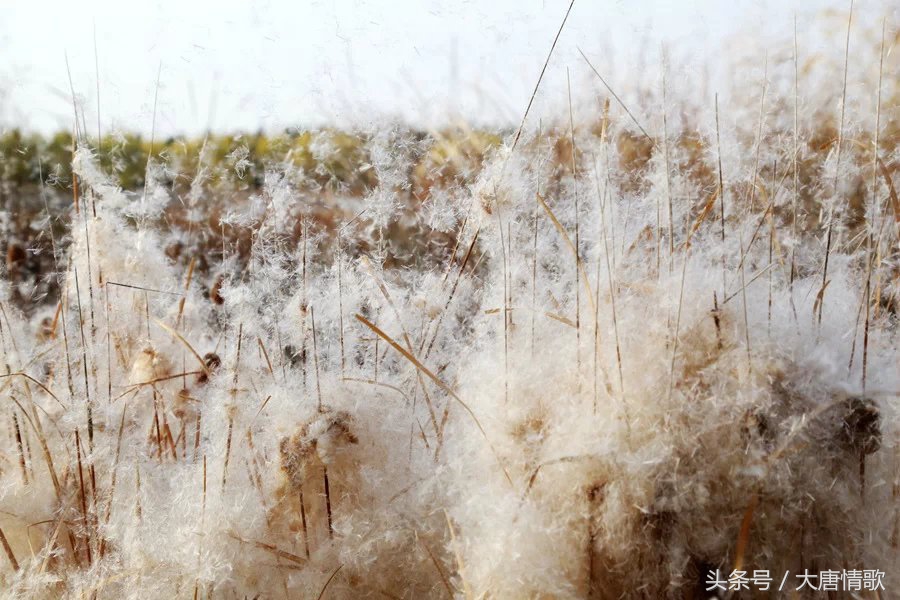 芦苇飞絮.