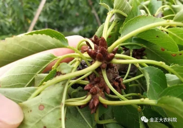 细说樱桃花芽分化及提高花芽质量的措施