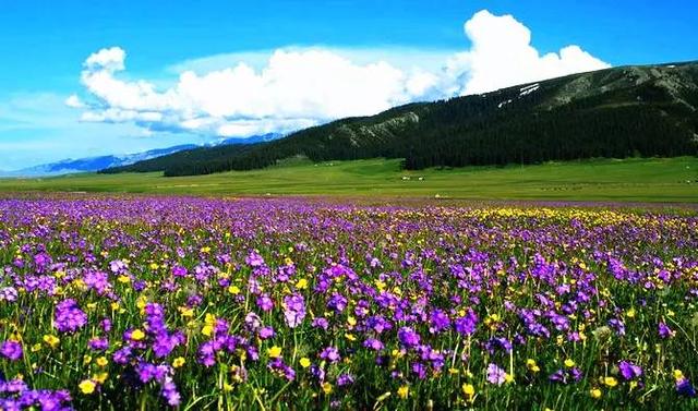 旅游 正文  塔城裕民县的巴鲁克山花每年的6月是它最美的时节,此时的