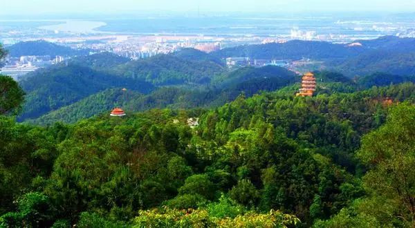 新会绿护屏在圭峰山景区,四面环山,地下水位高,低洼成水泽,蓄水变鱼塘