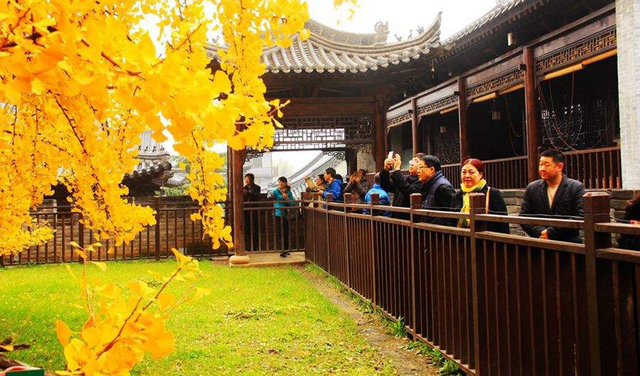 西安古观音禅寺"中国最美银杏树",参观需提前预约每日