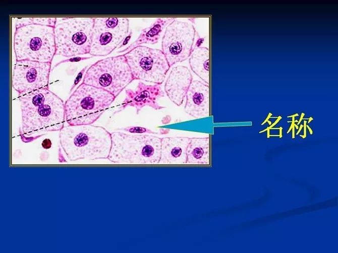 名称:44肺泡照片名称:38胰腺照片名称:40肝照片名称:39胰岛照片名称