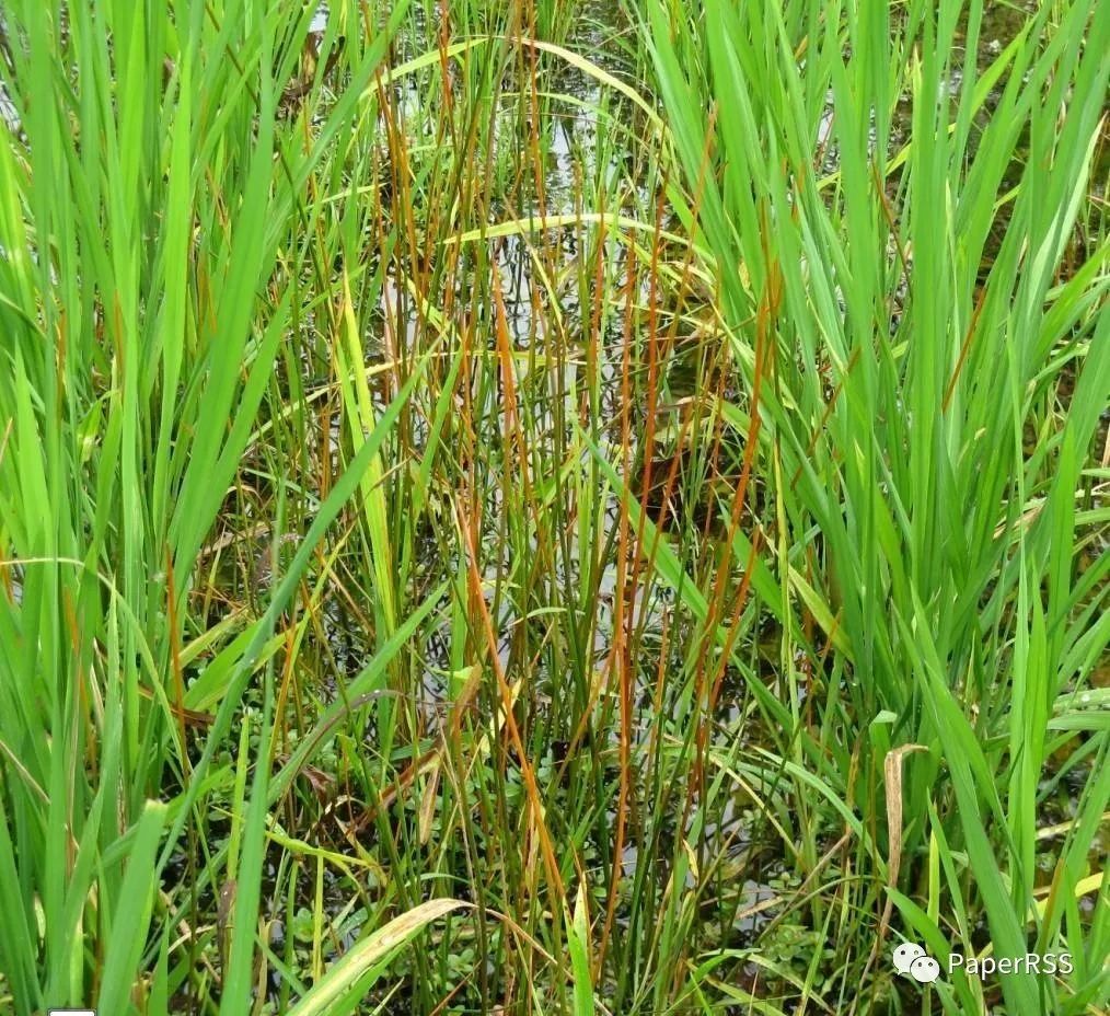 的稻田恶性杂草,在东南亚,南美洲等稻区大面积分布,严重危害水稻生产