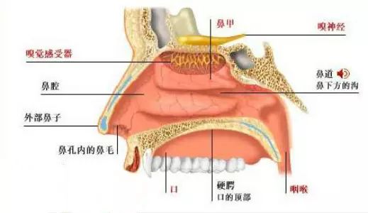 先来认识一下我们的鼻子构造