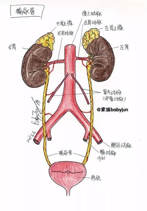 肾内部结构,输尿管