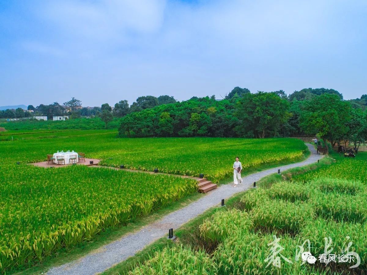 美食不在米其林餐厅里而在长乐稻田里的餐桌上