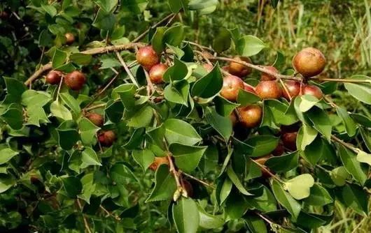 常绿的小乔木 因为它结的果实可以榨油 故叫茶油树 春天,茶子树绽放新