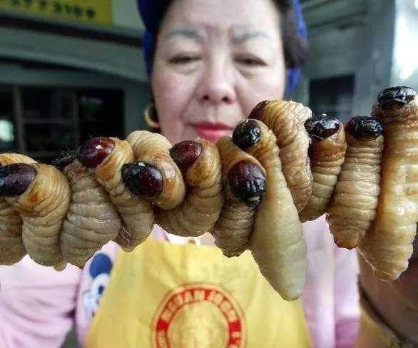 蚕在丝绸行业欣欣向荣的韩国和泰国,油炸蚕幼虫十分流行.