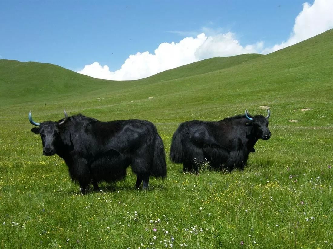 蒙古、牦牛、夏季 - 免费可商用图片 - CC0素材网