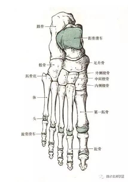 趾骨 有14块,除拇趾为2节外,其余脚趾皆为3节,共有14块.