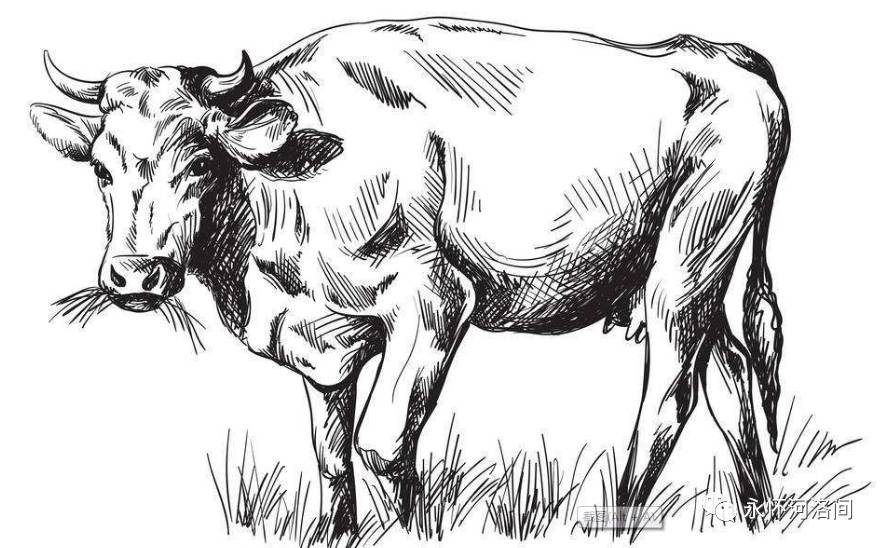 把牛牵回家后,大伯去村里一户老牛把子家请教养牛的方法.