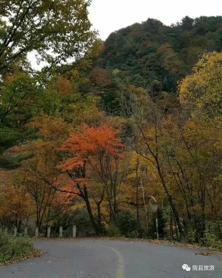 初秋赏红叶,为何不来陇县八渡镇