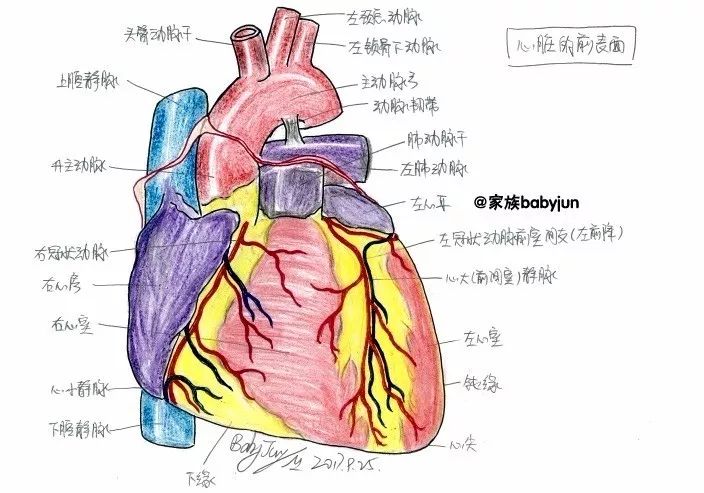 心脏的前表面