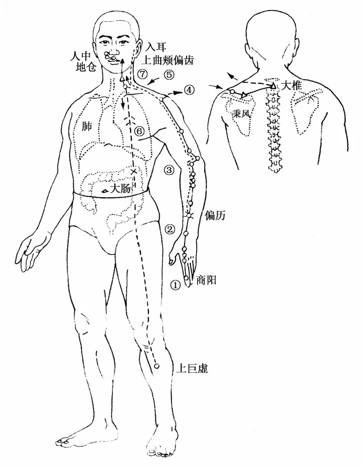 健康  十二条经脉循行路线,是学习经络的基础,如何有效地记住它,有