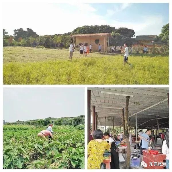 电话:13902602063(卢生) 喜悦之乡生态葡萄园 地址:东莞市东坑镇东坑