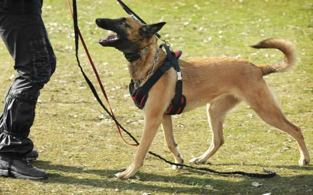 马犬以及马犬幼犬的一些训练方法,让马犬成为你的得力