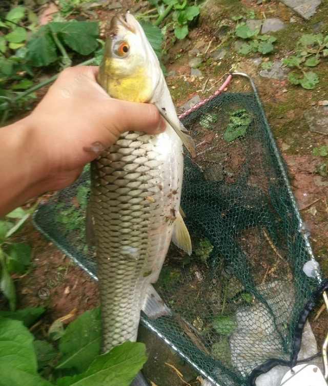 黄头红眼被认成鳡鱼实际上这鱼叫铜眼