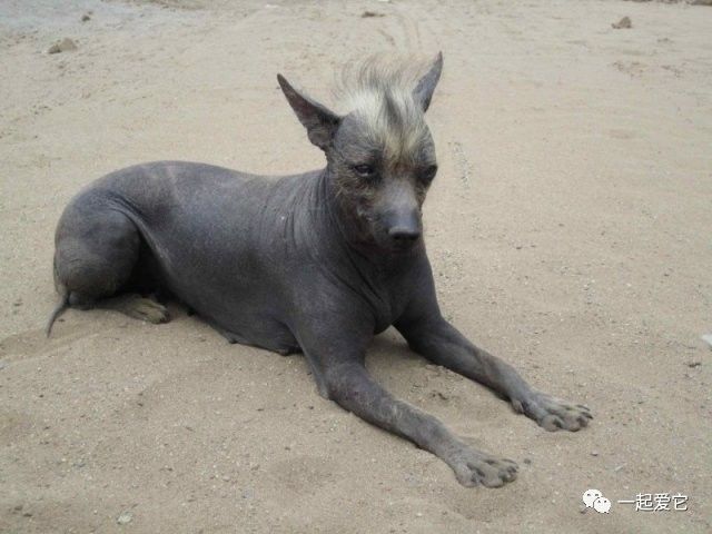 宠物 正文 秘鲁印加兰花犬因它们浑身没什么毛,只有头部,脚上和尾巴上