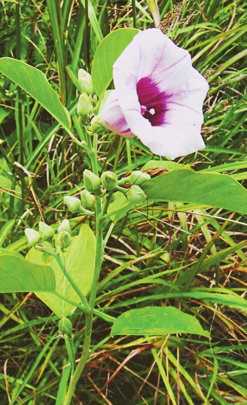 10月20日 银背藤 深圳植物日历