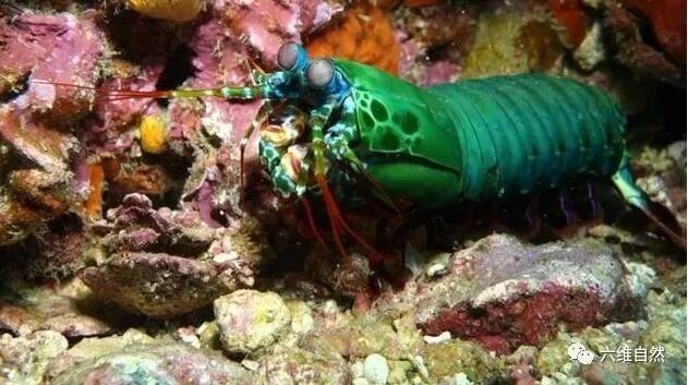 雀尾螳螂虾,长得好看却让人不敢捉
