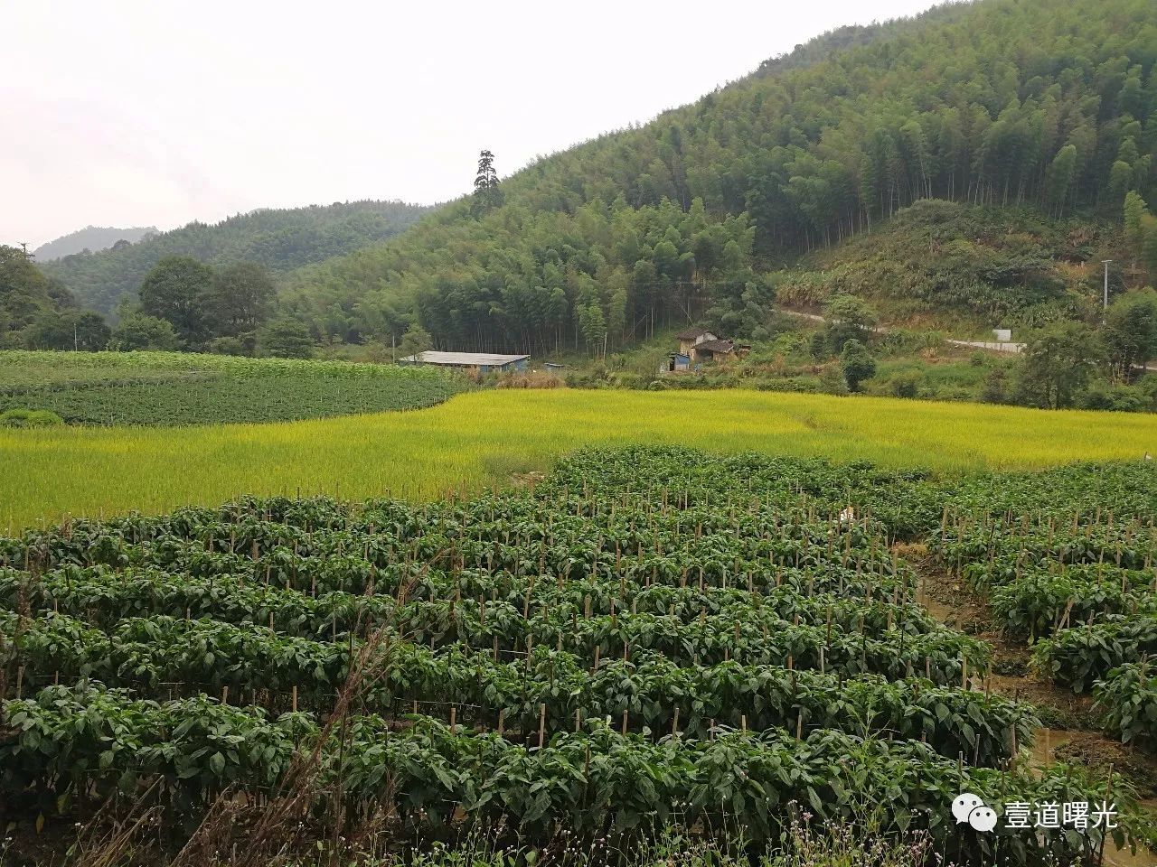 王曙光《访上杭县古田镇大吴地村》