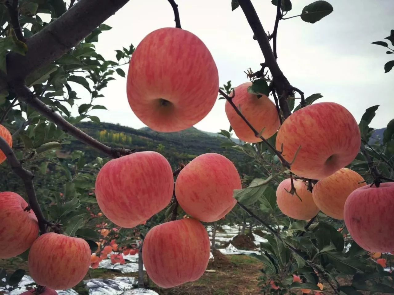凤县浪漫红叶季| 苹果吃吃更健康,红叶看看更舒心!